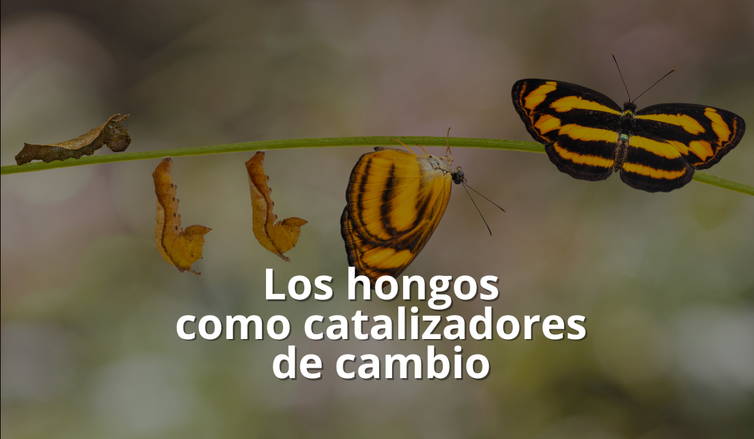 Los hongos medicinales como catalizadores de cambio